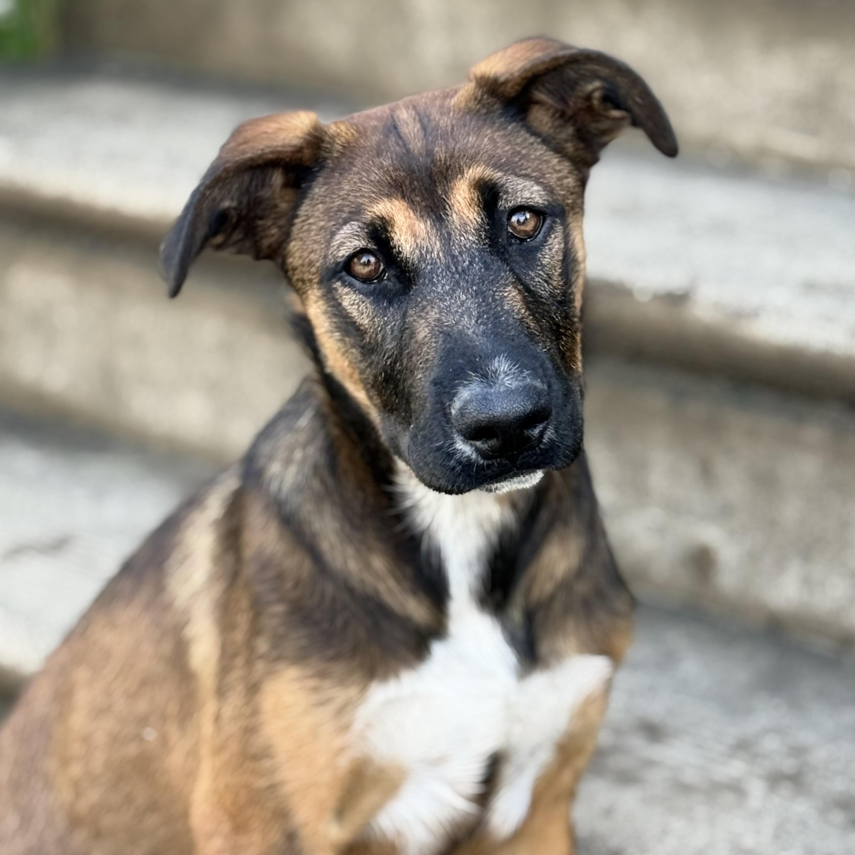 Vivian, adopted, Puppy Female German Shepherd Dog & Labrador Retriever.