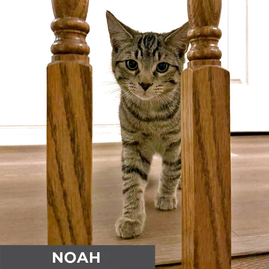 Noah
