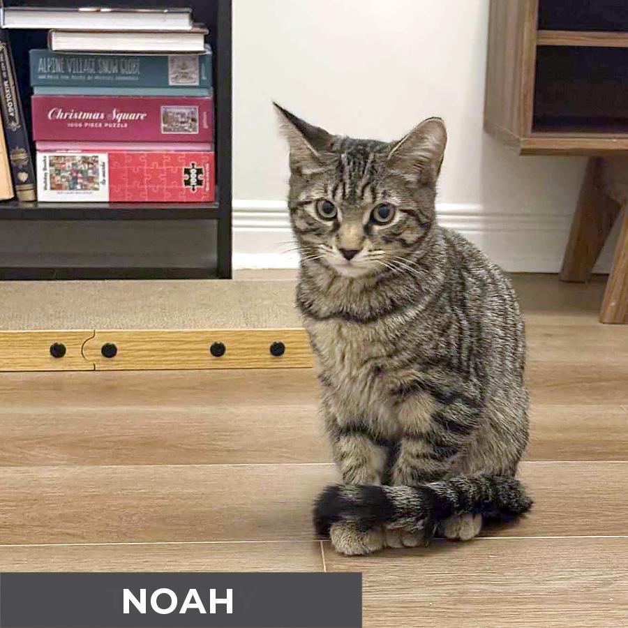 Noah