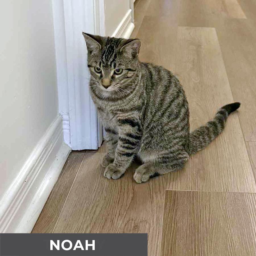 Noah