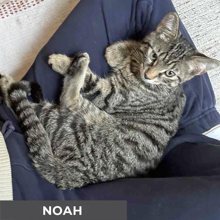 Noah