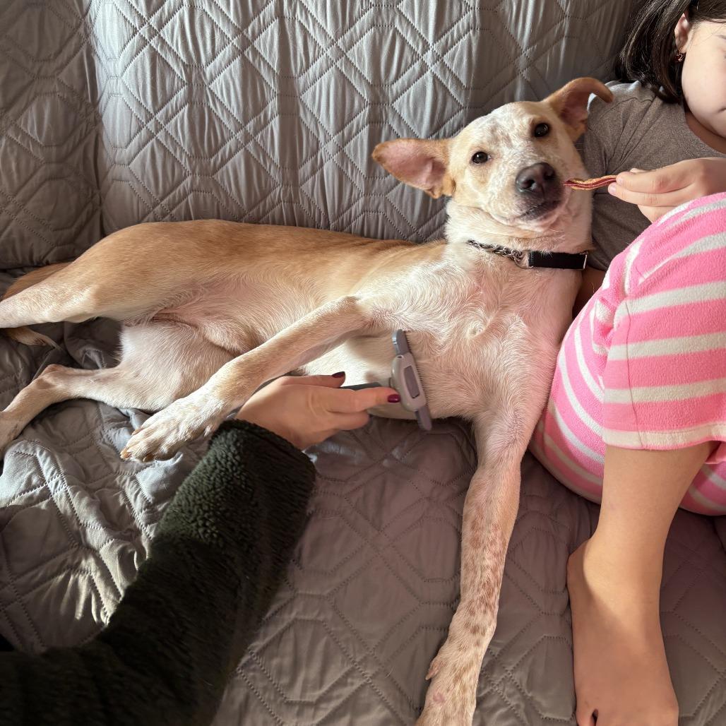 Vinny, a Adoptable Australian Cattle Dog / Blue Heeler in Staten Island, NY image 1/6