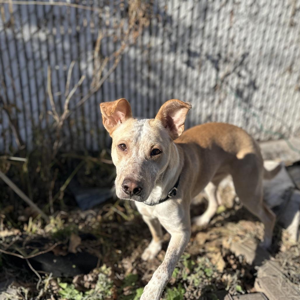 Vinny, a Adoptable Australian Cattle Dog / Blue Heeler in Staten Island, NY image 2/6