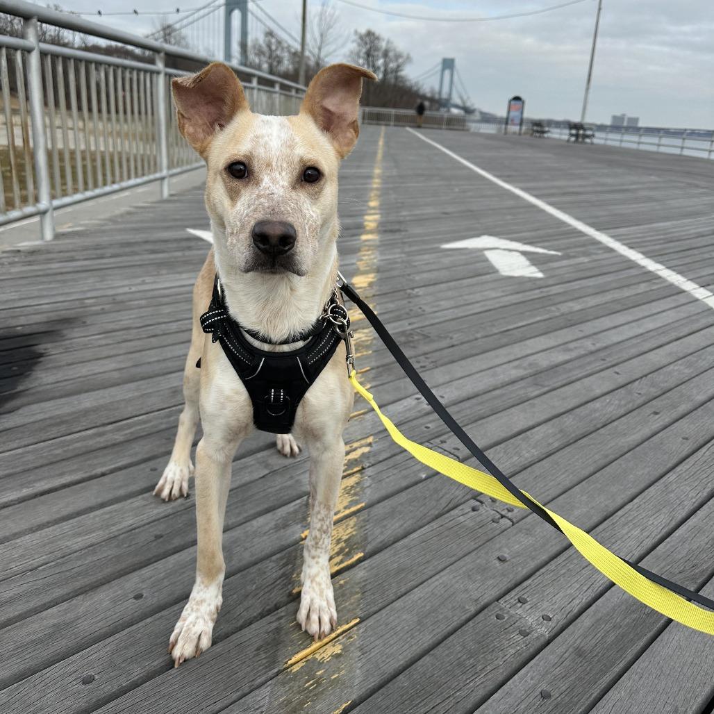 Vinny, a Adoptable Australian Cattle Dog / Blue Heeler in Staten Island, NY image 3/6