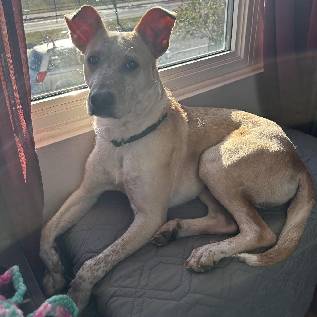 Vinny, a Adoptable Australian Cattle Dog / Blue Heeler in Staten Island, NY image 4/6