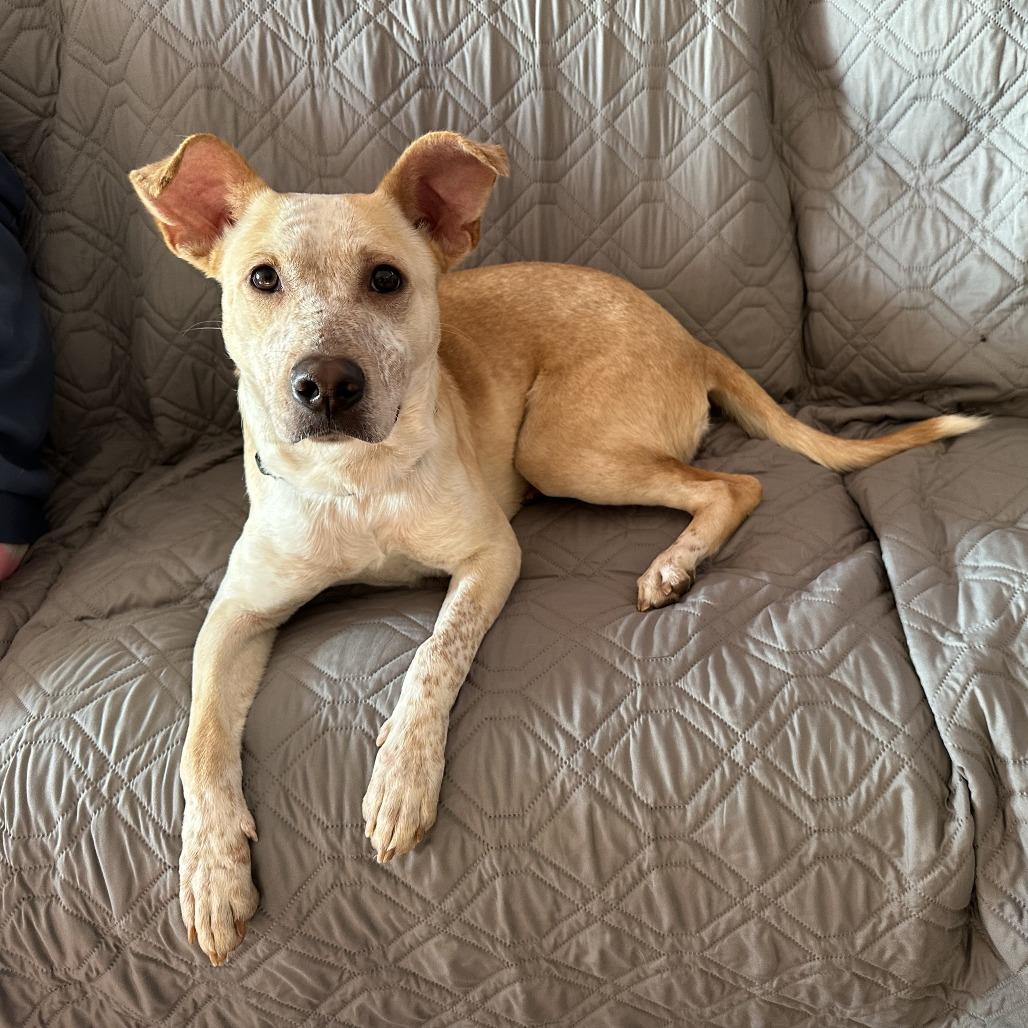 Vinny, a Adoptable Australian Cattle Dog / Blue Heeler in Staten Island, NY image 5/6