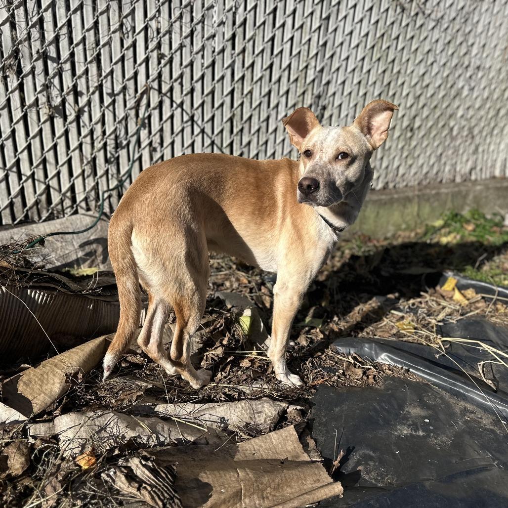 Vinny, a Adoptable Australian Cattle Dog / Blue Heeler in Staten Island, NY image 6/6