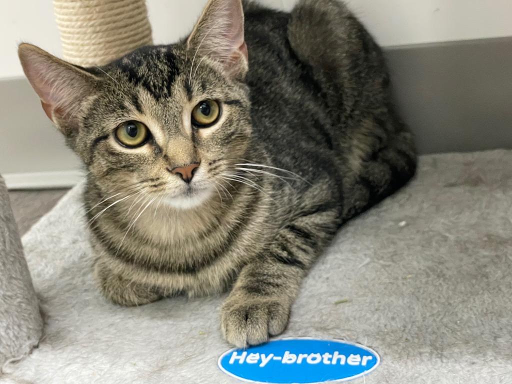 James, Adoptable, Young Male Domestic Short Hair.