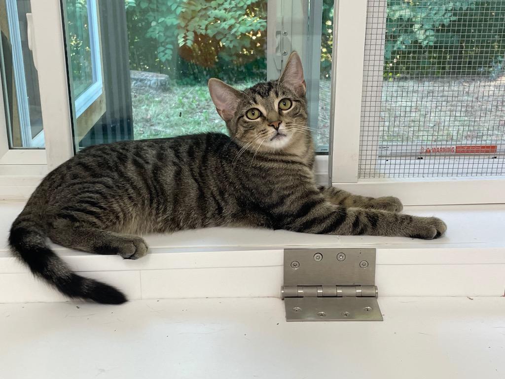 James, Adoptable, Young Male Domestic Short Hair.