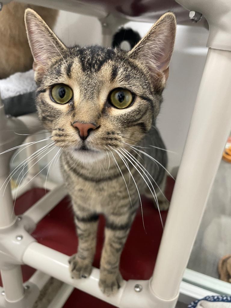 Enlarge James, a Adoptable mixed breed in Glenfield, NY image 3/4