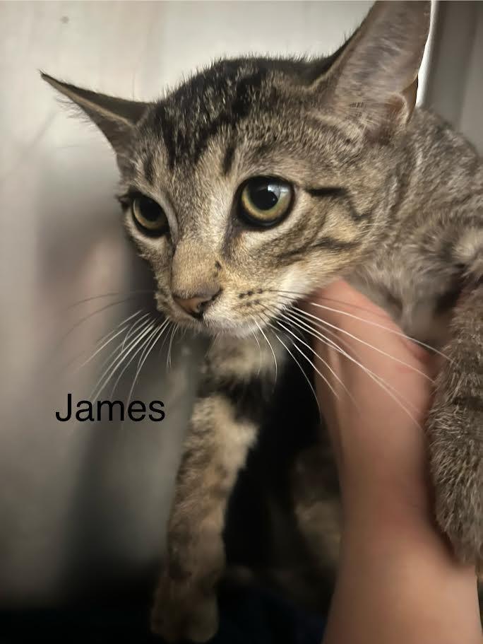 James, a Adoptable mixed breed in Glenfield, NY image 2/3