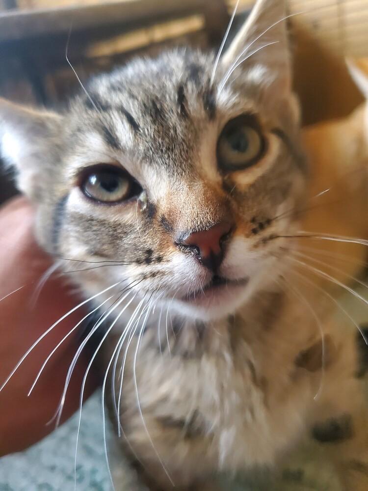 Enlarge Foxtail, a Adopted Domestic Short Hair in Thatcher, AZ image 1/1