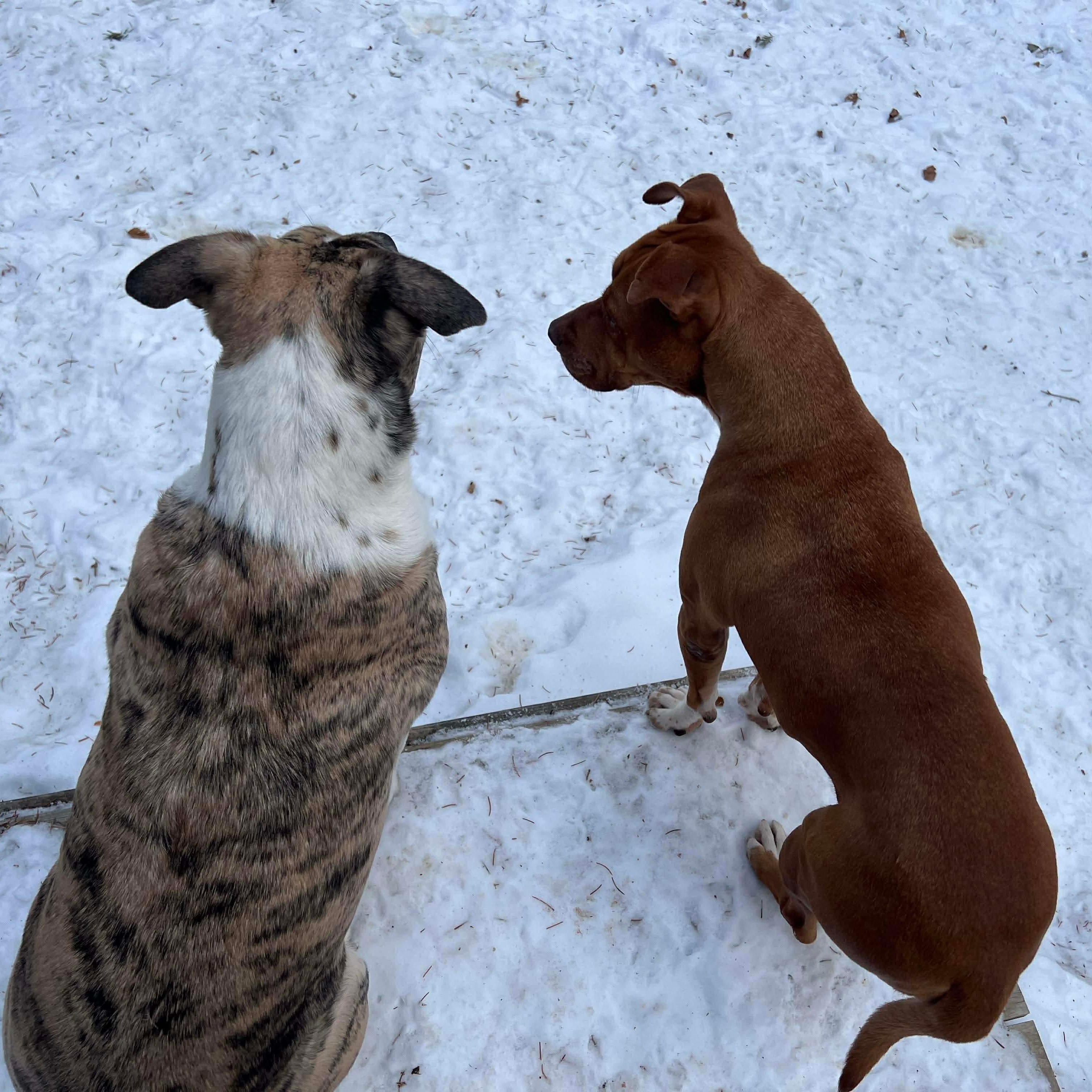 Enlarge Ginger, a Adoptable Mixed Breed in Cleveland, OH image 6/6