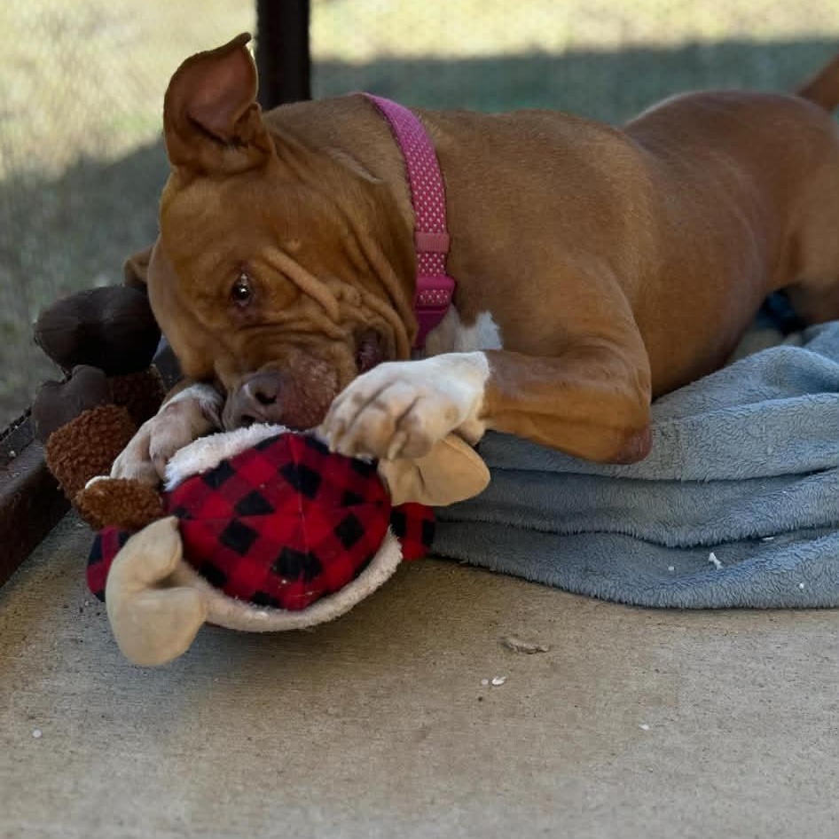 Enlarge Ginger, a Adoptable Mixed Breed in Cleveland, OH image 4/6