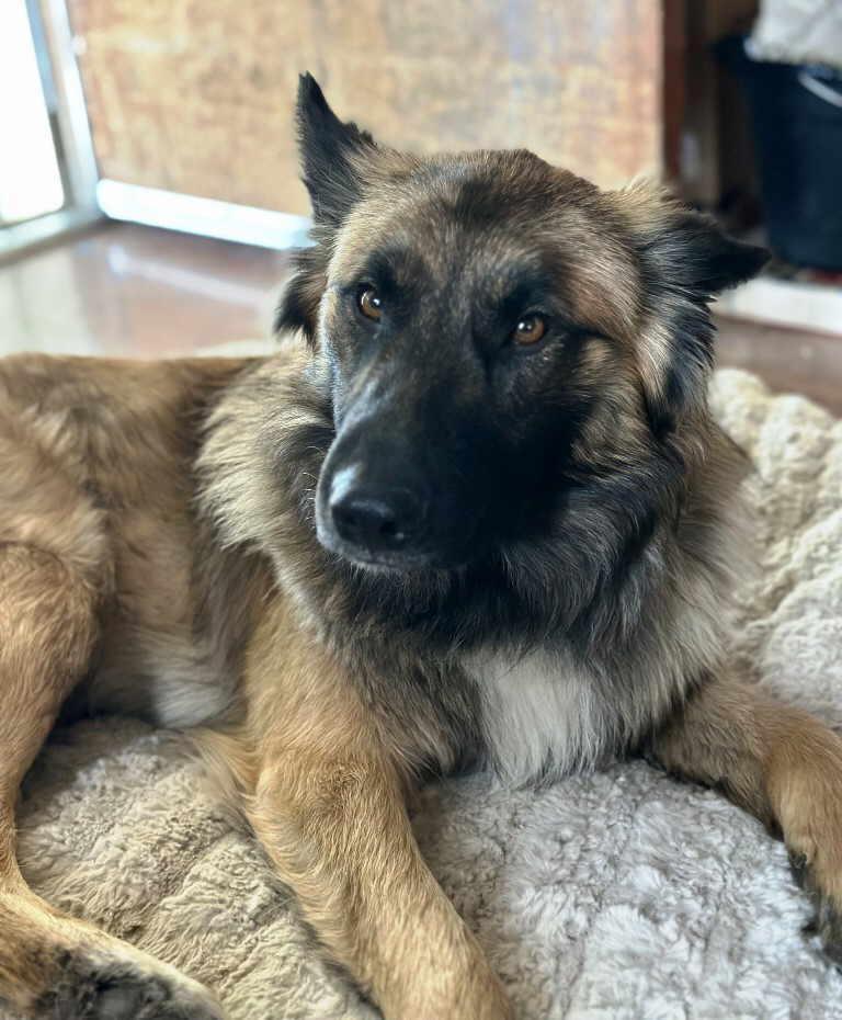 Lobo, Young Male German Shepherd Dog