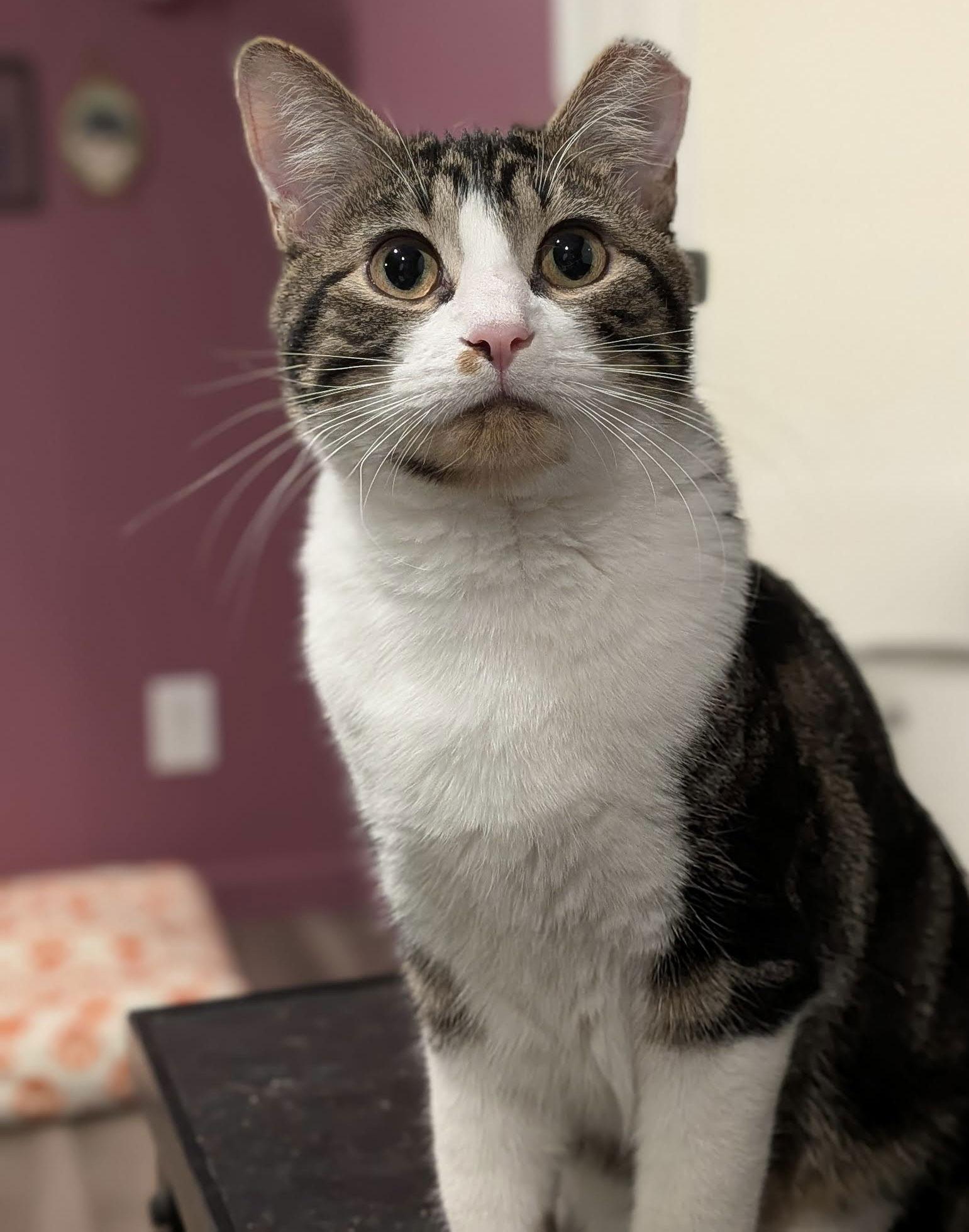 Enlarge Fate, a Adoptable Domestic Short Hair in Golden Valley, MN image 1/3