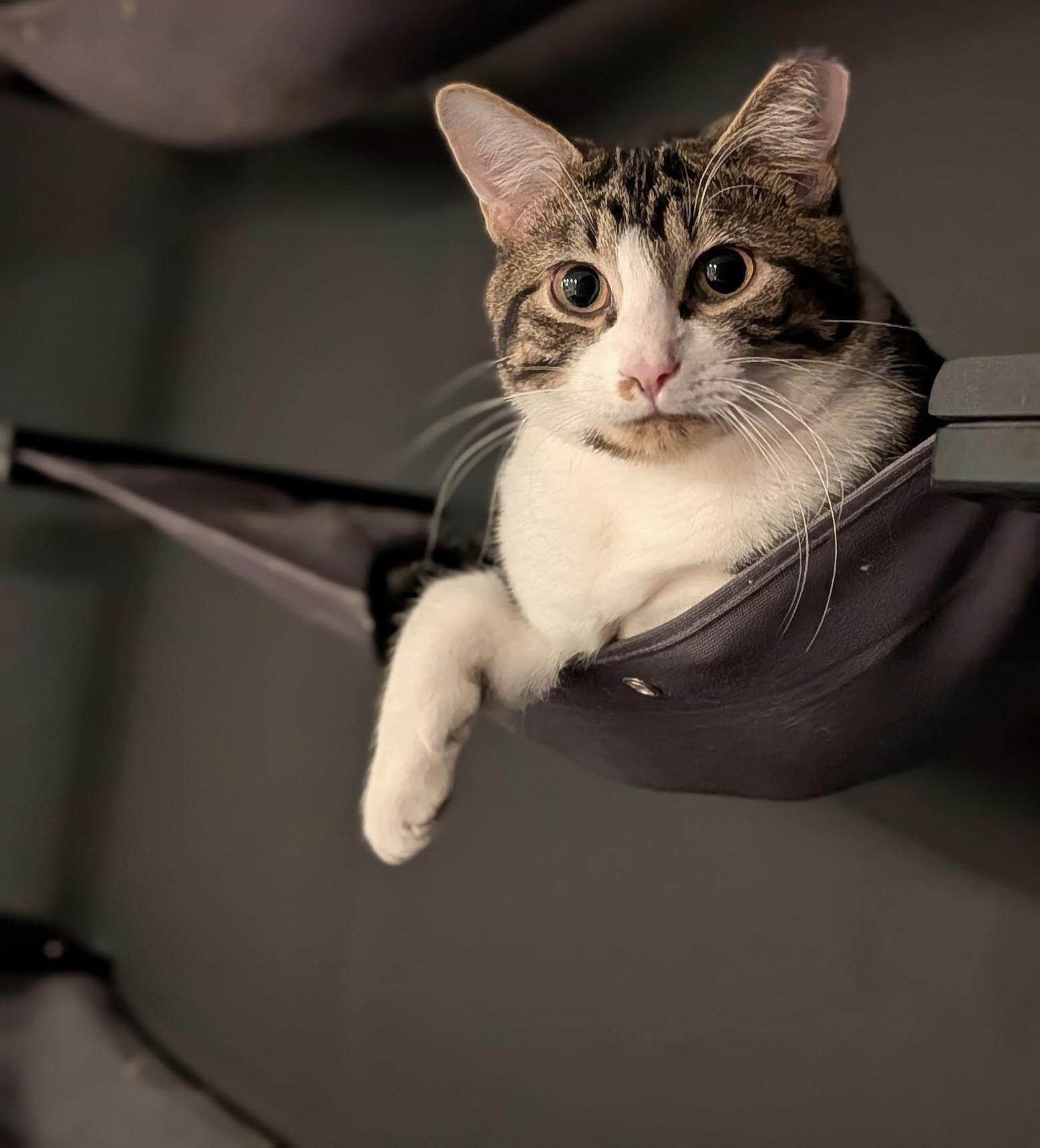 Enlarge Fate, a Adoptable Domestic Short Hair in Golden Valley, MN image 2/3