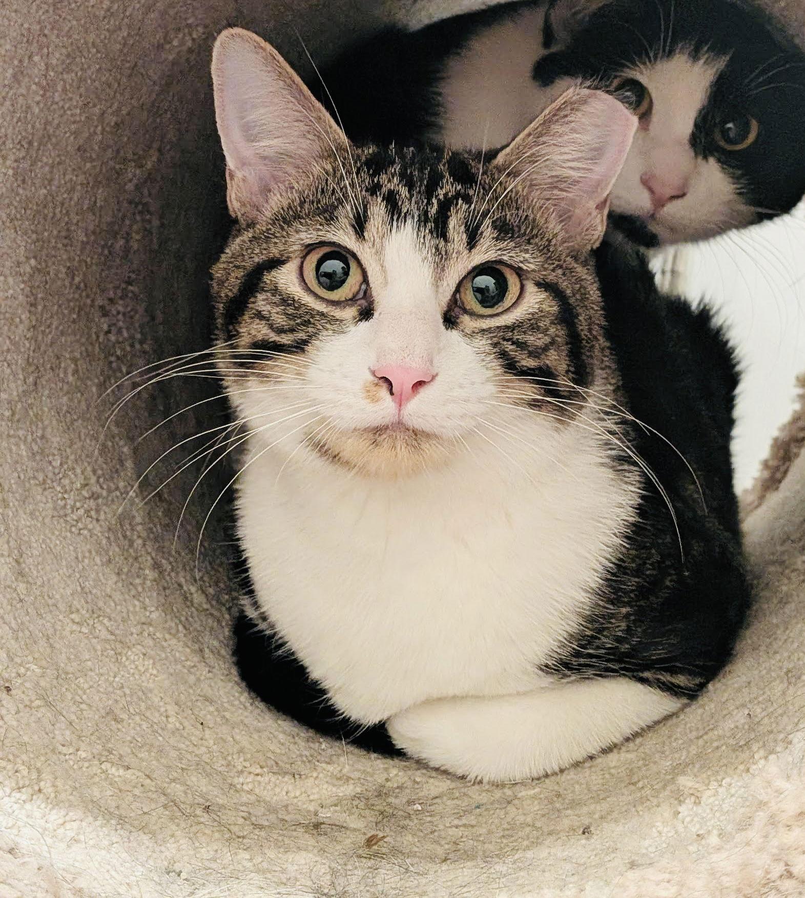 Enlarge Fate, a Adoptable Domestic Short Hair in Golden Valley, MN image 3/3