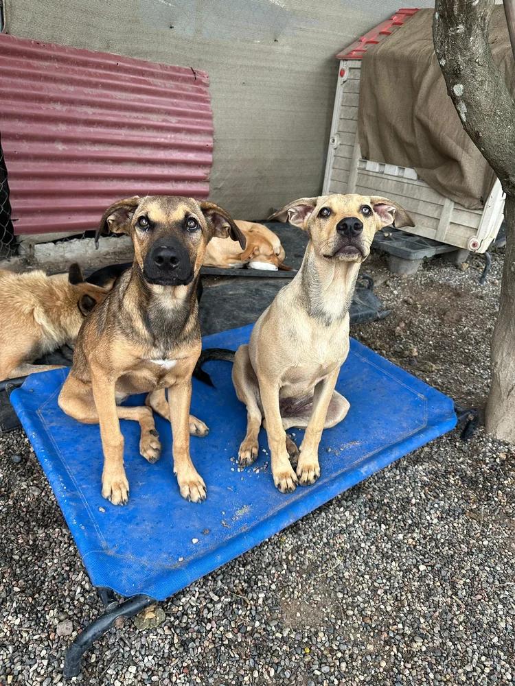 Enlarge Dua Lipa, a Adoptable mixed breed in Los Angeles, CA image 2/6
