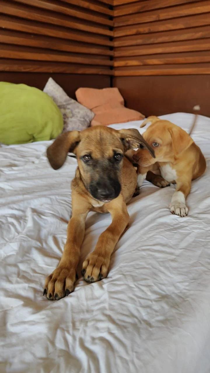 Enlarge Dua Lipa, a Adoptable mixed breed in Los Angeles, CA image 6/6