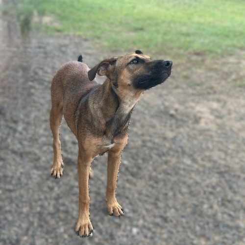 Enlarge Dua Lipa, a Adoptable mixed breed in Los Angeles, CA image 5/6