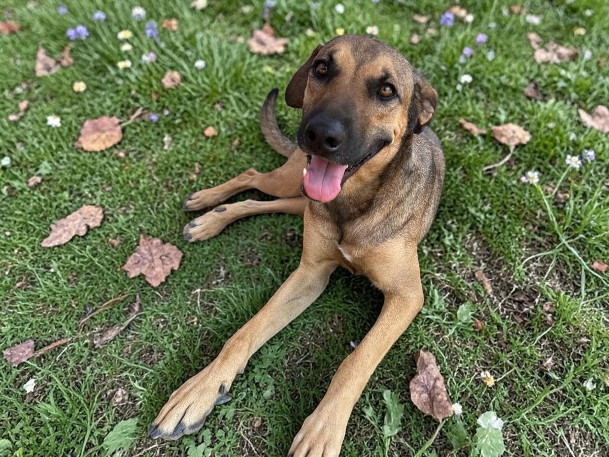 Enlarge Dua Lipa, a Adoptable mixed breed in Los Angeles, CA image 1/6