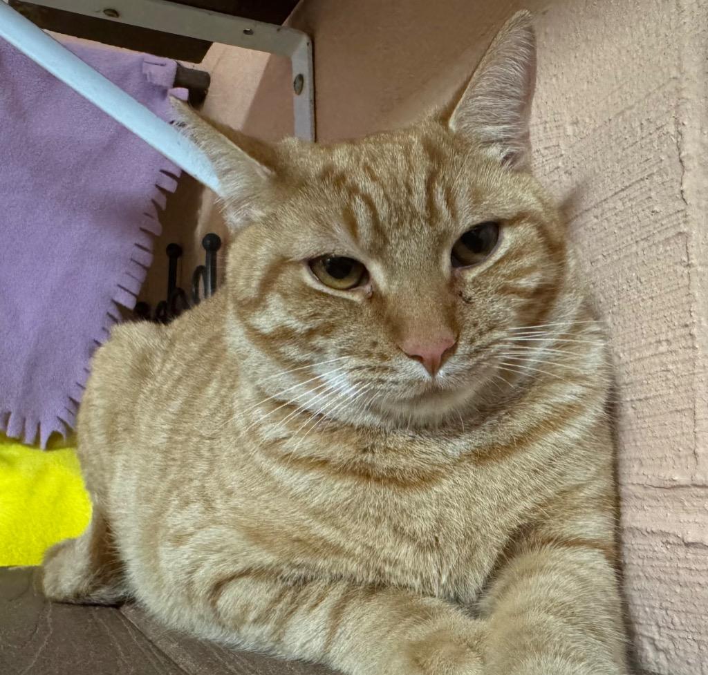 Enlarge Ridley, a Adoptable mixed breed in Olean, NY image 1/2