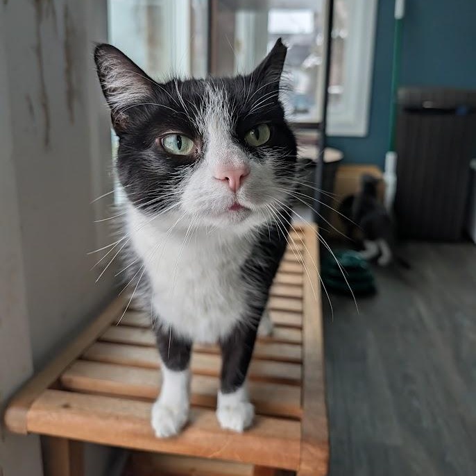 Enlarge Bootsie, a ADOPTABLE Domestic Short Hair in Buffalo, NY image 4/6