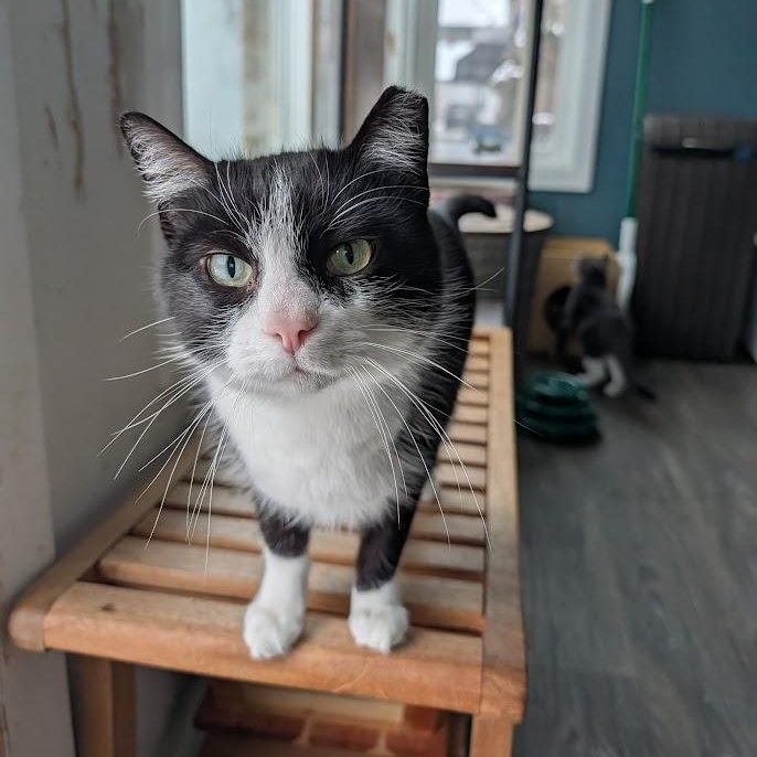 Enlarge Bootsie, a ADOPTABLE Domestic Short Hair in Buffalo, NY image 1/6