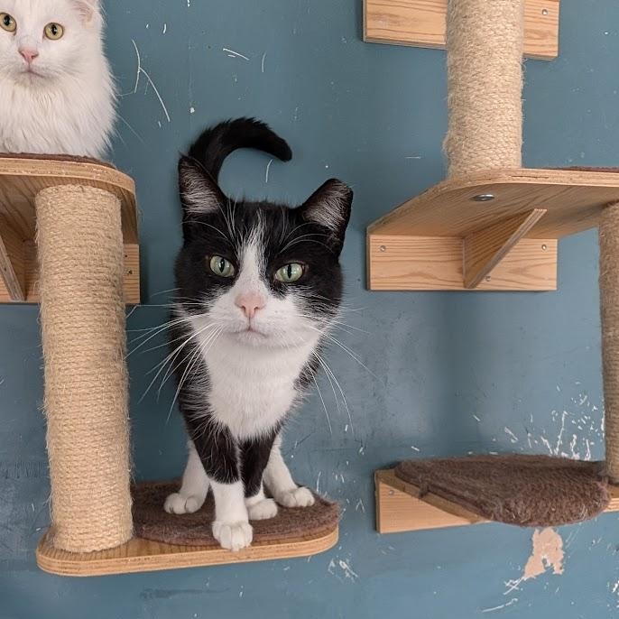 Enlarge Bootsie, a ADOPTABLE Domestic Short Hair in Buffalo, NY image 2/6