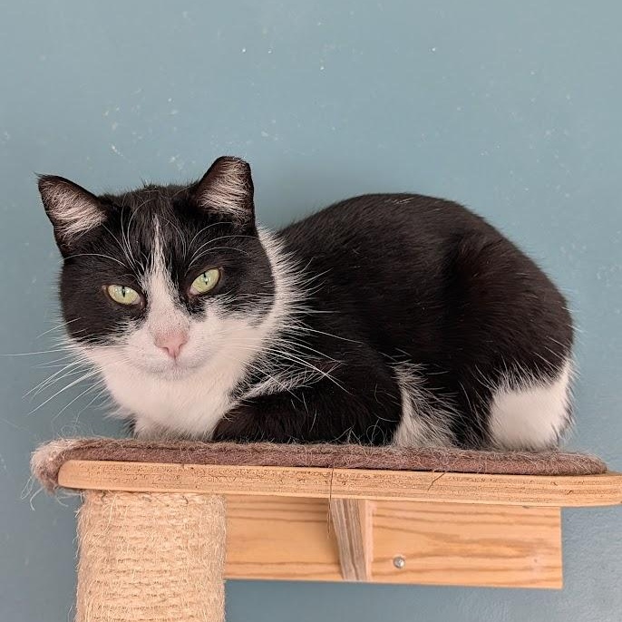 Bootsie — thumbnail 5