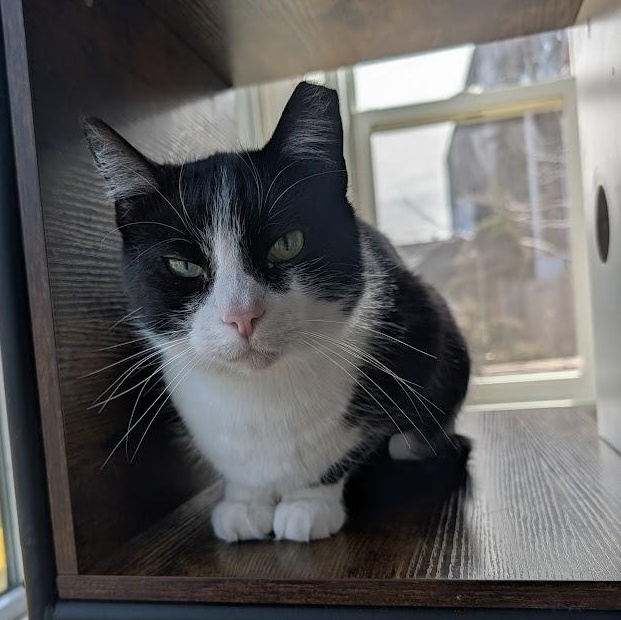 Bootsie — thumbnail 6