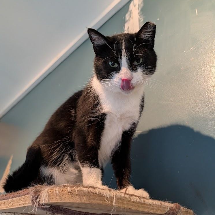 Enlarge Bootsie, a ADOPTABLE Domestic Short Hair in Buffalo, NY image 6/6