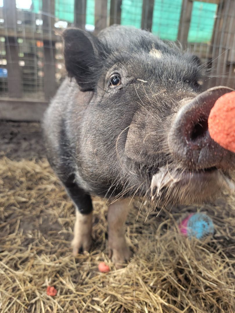 Enlarge BENNIE, a Adoptable mixed breed in Jacksonville, FL image 1/2