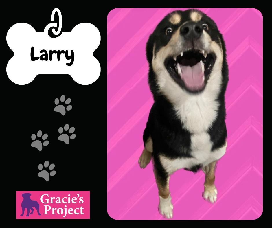Larry, an adoptable Cattle Dog, Shepherd in Canyon, TX, 79015 | Photo Image 1