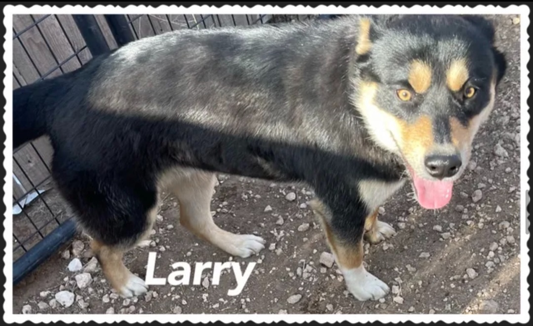 Larry, an adoptable Cattle Dog, Shepherd in Canyon, TX, 79015 | Photo Image 2