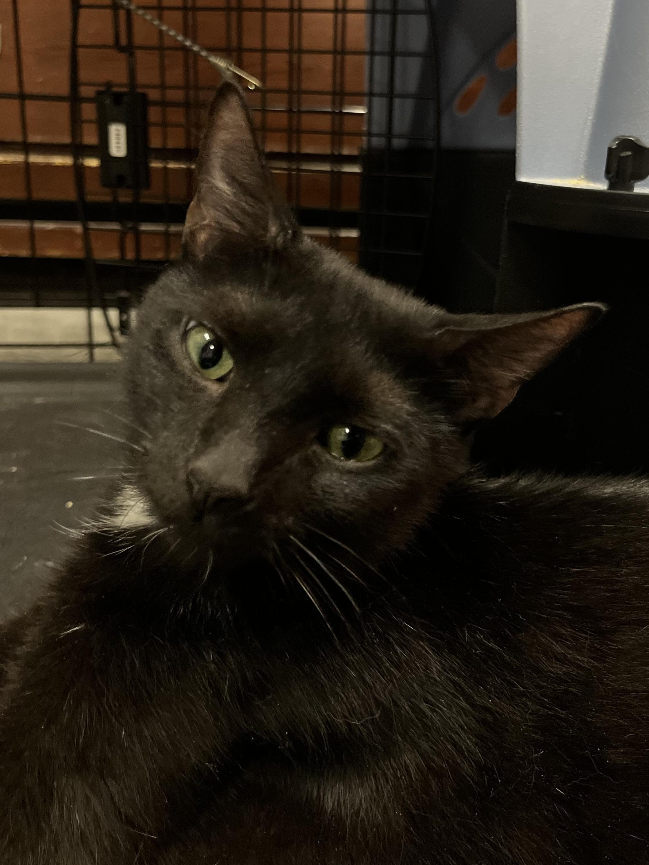 Enlarge Jessie (f), a Adoptable Domestic Short Hair in Fresh Meadows, NY image 3/3