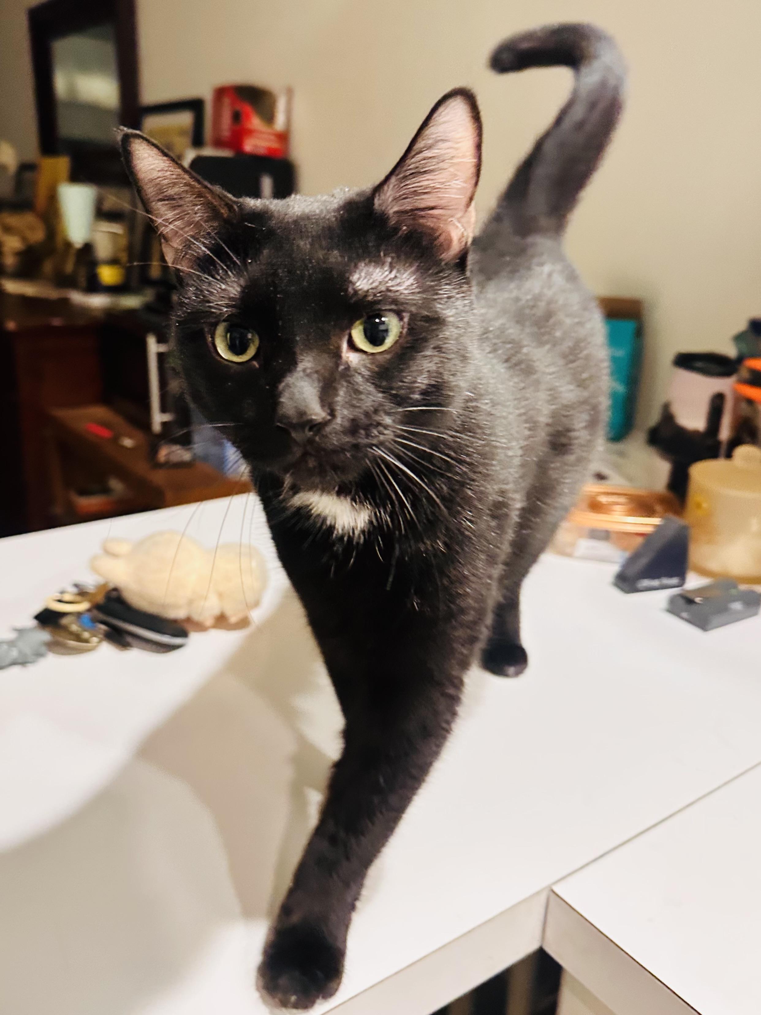 Enlarge Jessie (f), a Adoptable Domestic Short Hair in Fresh Meadows, NY image 1/3