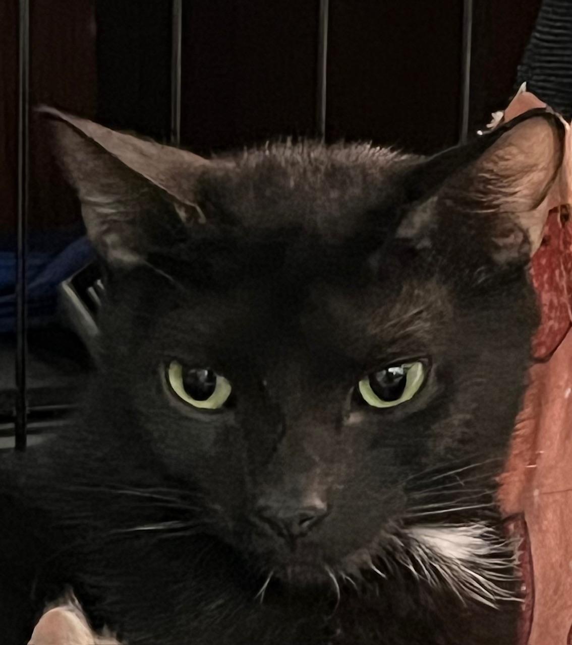 Enlarge Jessie (f), a Adoptable Domestic Short Hair in Fresh Meadows, NY image 2/3