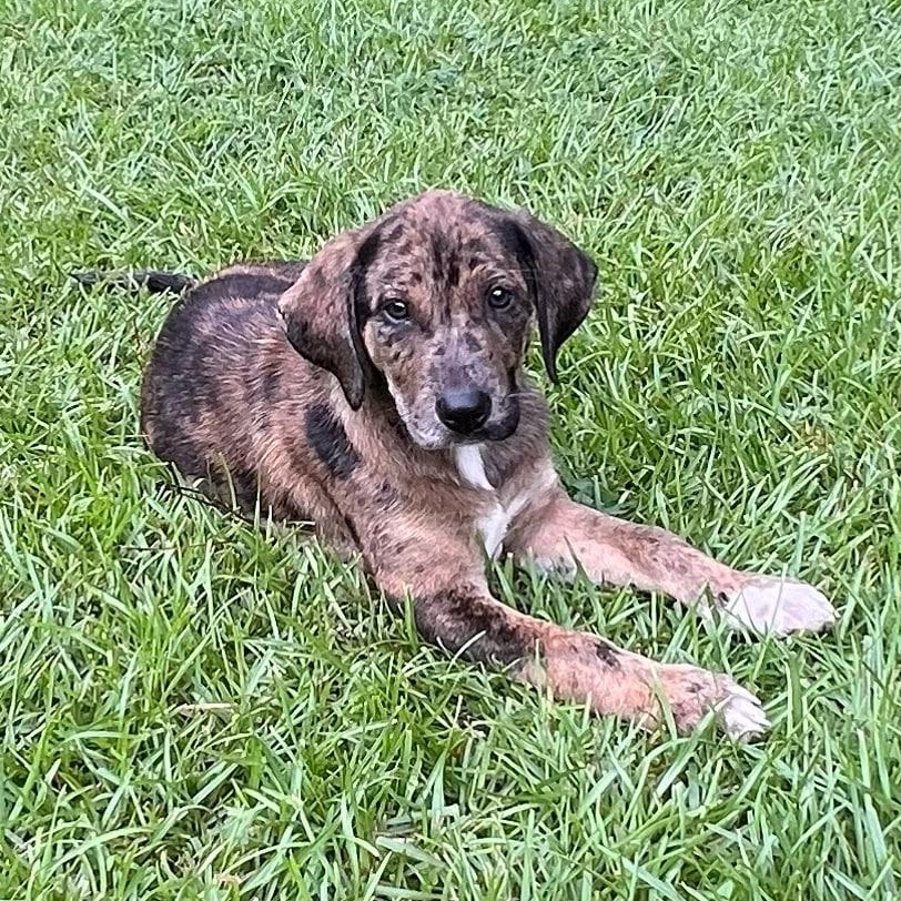 Daphne