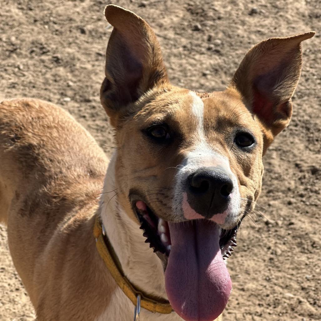 Enlarge Daffodil, a Adoptable mixed breed in Durango, CO image 1/6