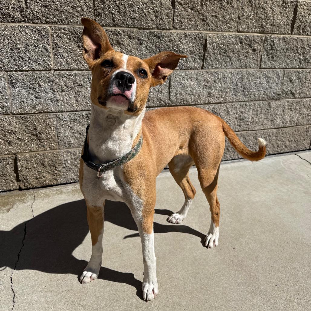 Enlarge Daffodil, a Adoptable mixed breed in Durango, CO image 2/6