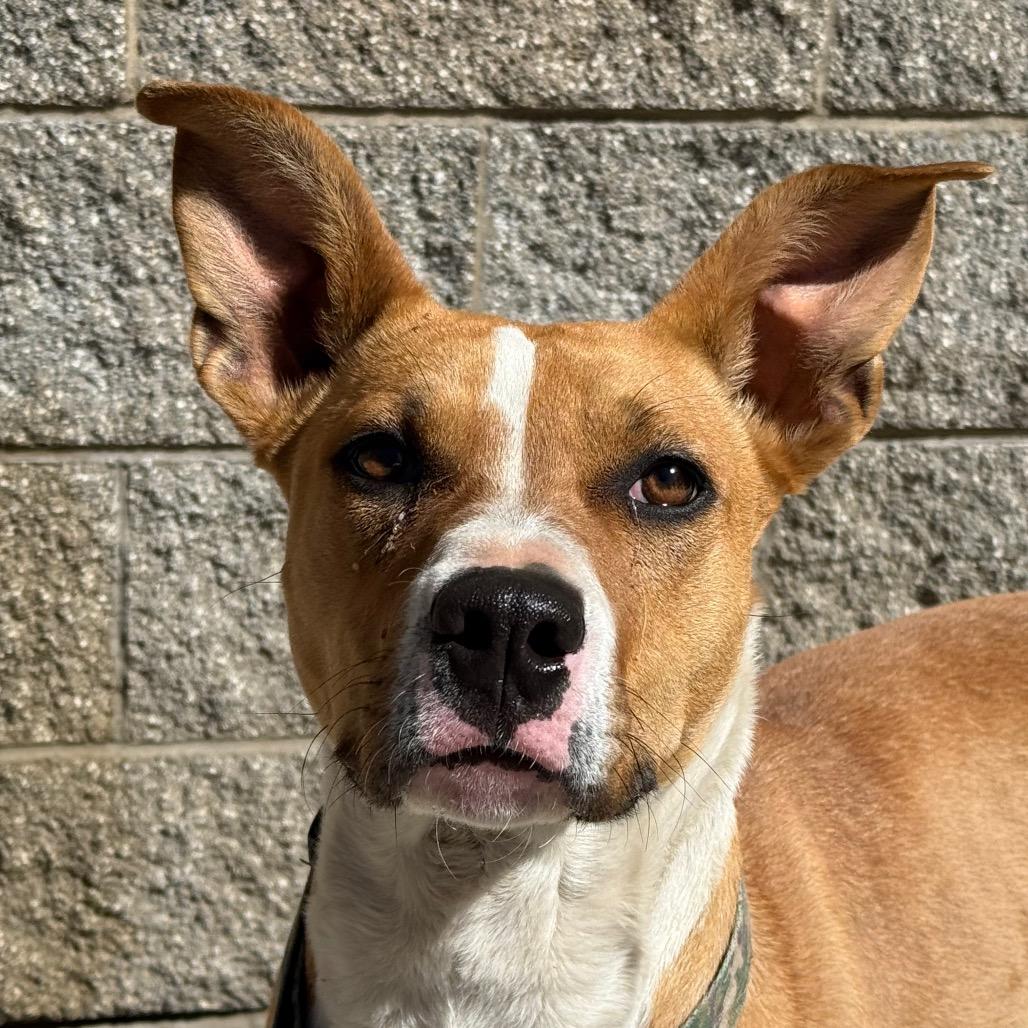 Enlarge Daffodil, a Adoptable mixed breed in Durango, CO image 3/6