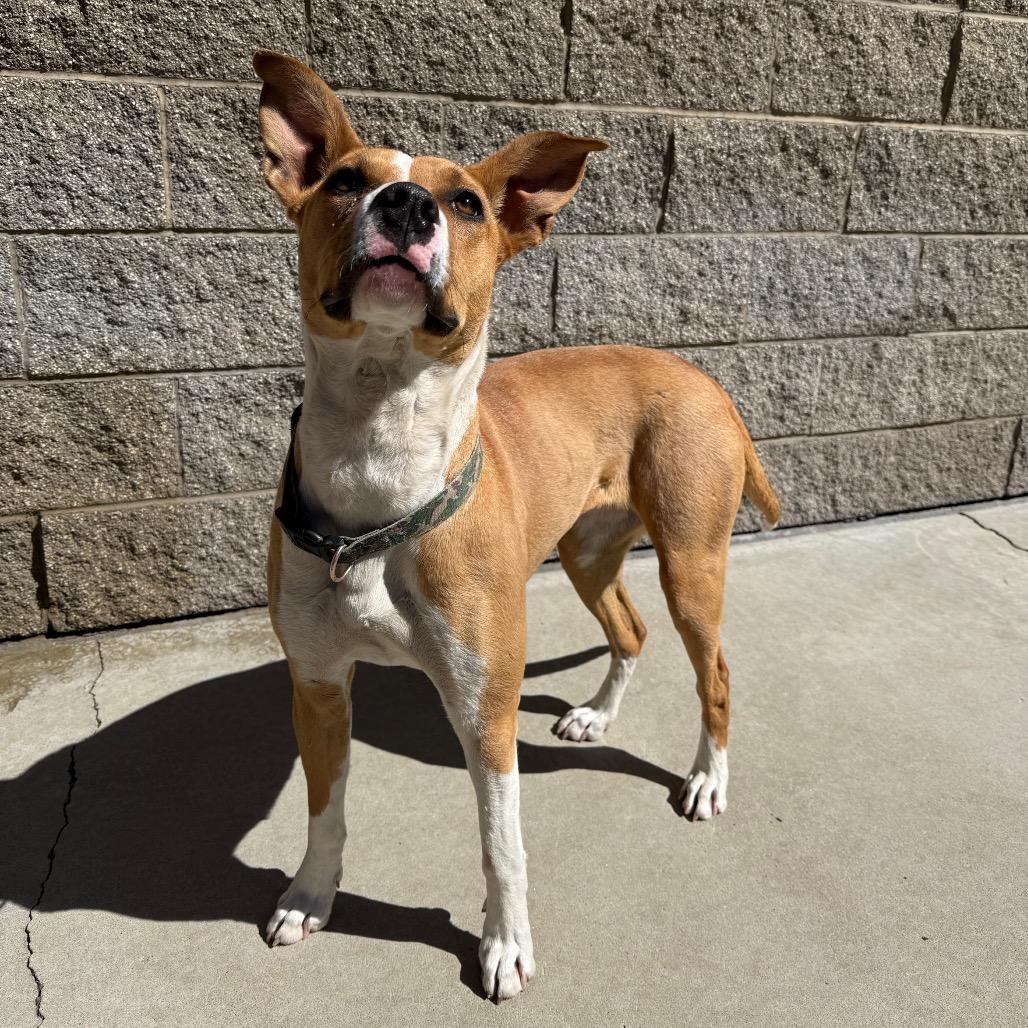 Enlarge Daffodil, a Adoptable mixed breed in Durango, CO image 4/6