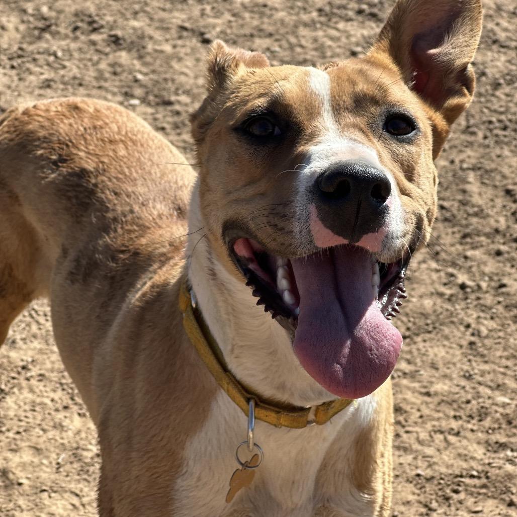 Enlarge Daffodil, a Adoptable mixed breed in Durango, CO image 5/6