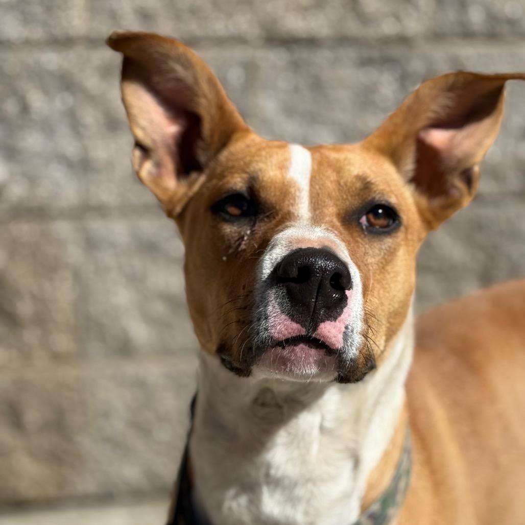 Enlarge Daffodil, a Adoptable mixed breed in Durango, CO image 6/6