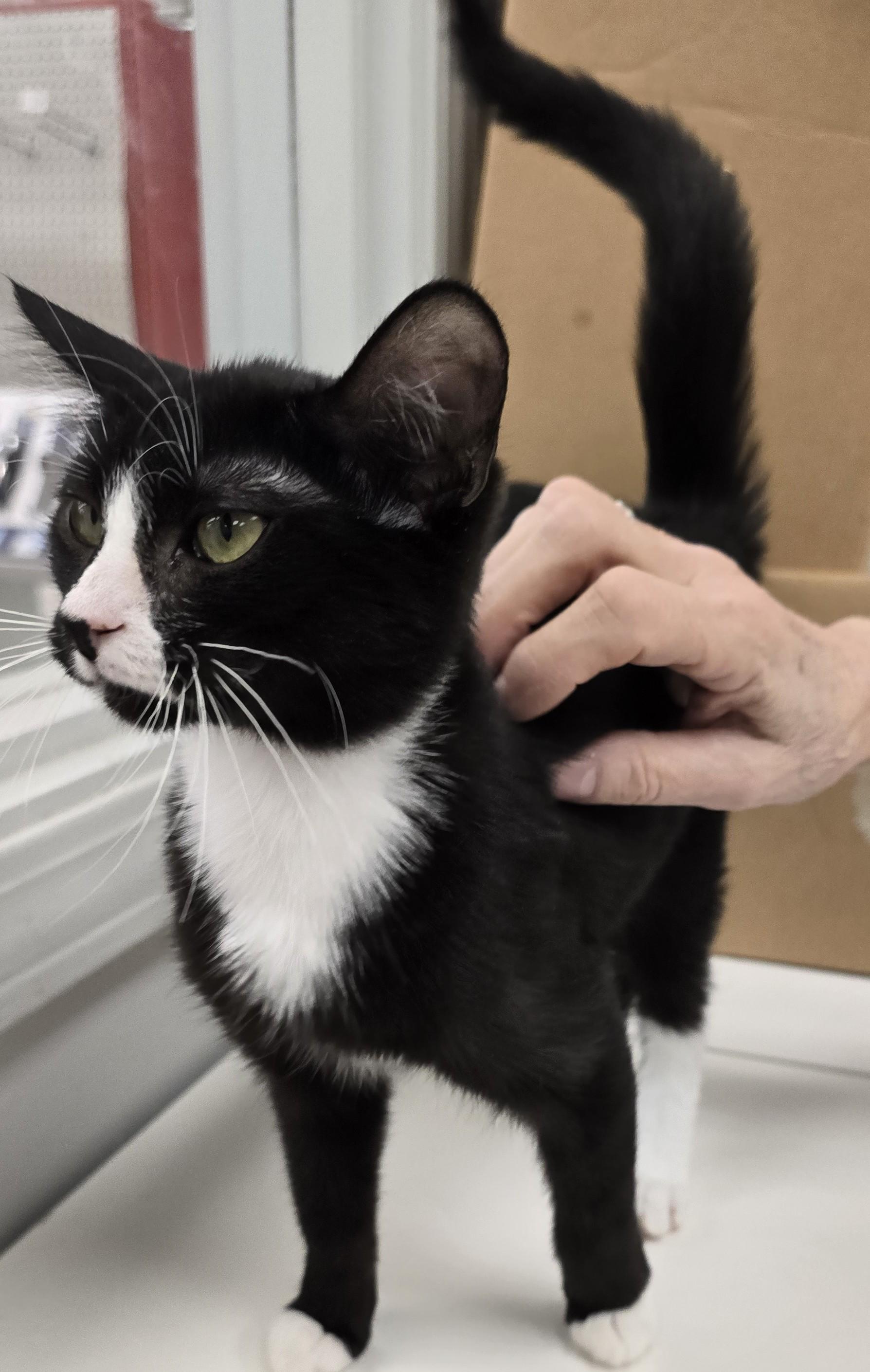 Enlarge GIGI, a ADOPTABLE Domestic Short Hair in Oak Lawn, IL image 2/4