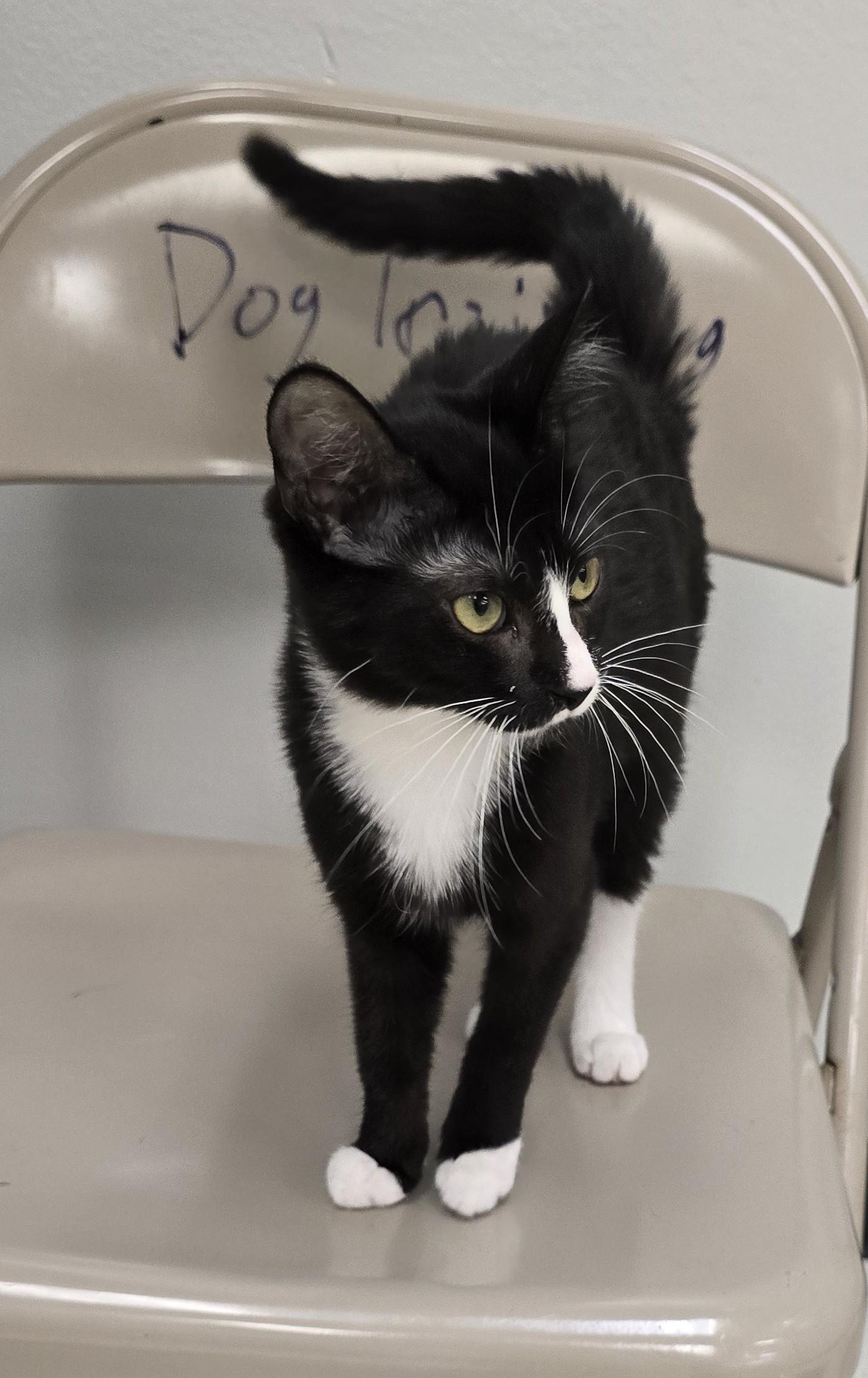 Enlarge GIGI, a ADOPTABLE Domestic Short Hair in Oak Lawn, IL image 1/4