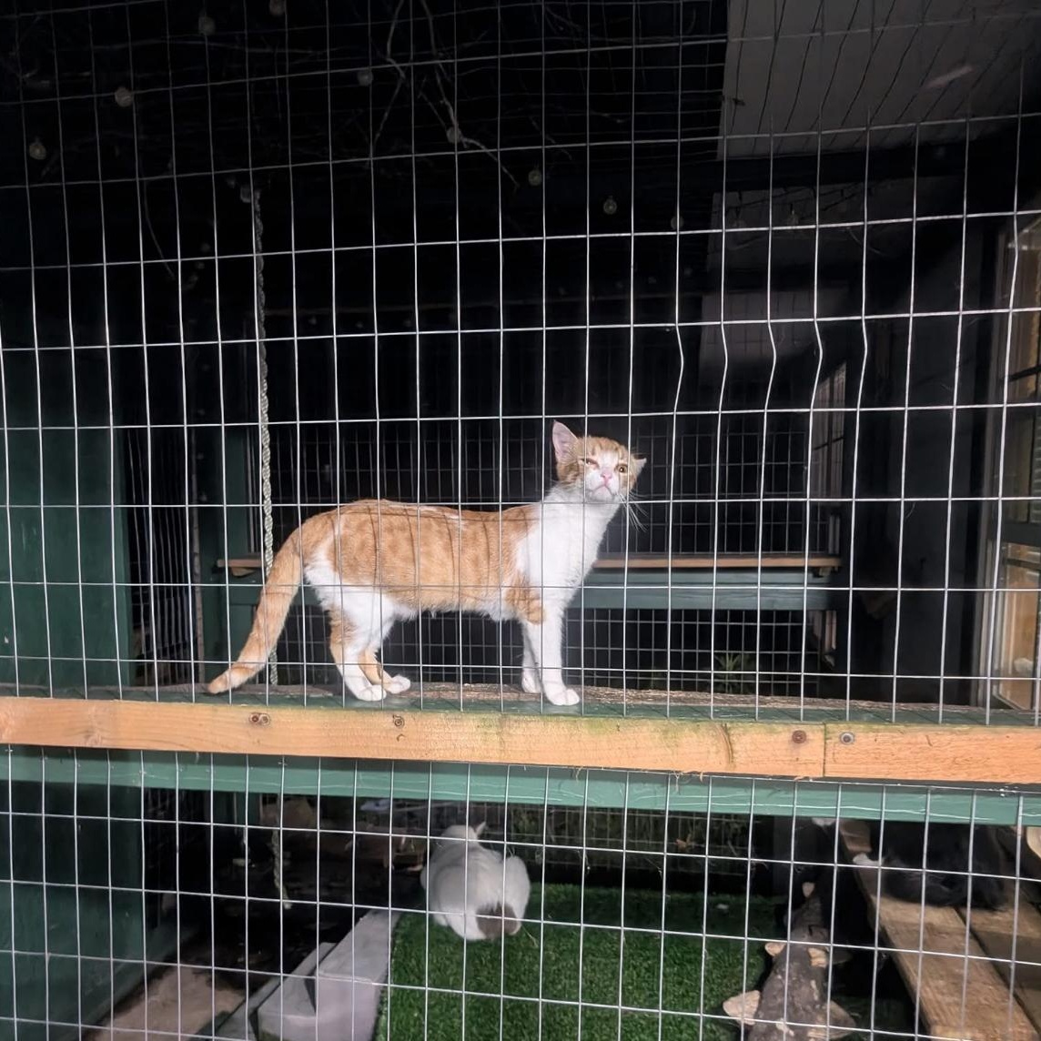 Bugs, a Adoptable Domestic Short Hair in Spring, TX image 2/3