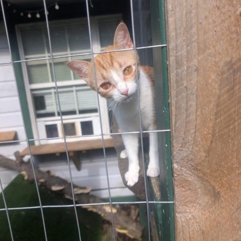 Bugs, Adoptable, Young Female Domestic Short Hair.